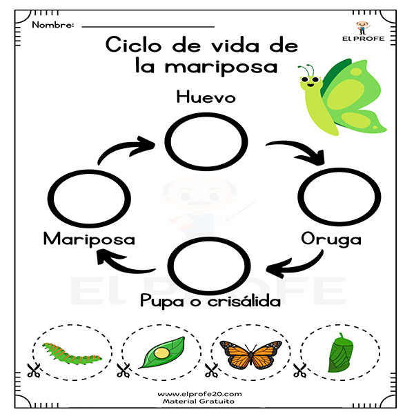 ciclo_de_vida_de_la_mariposa_elprofe20