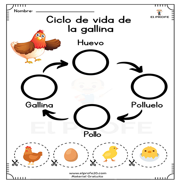 ciclo de vida de los animales