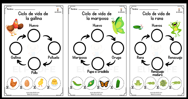 ciclo_de_vida_de_los_animales_para_niños_elprofe20
