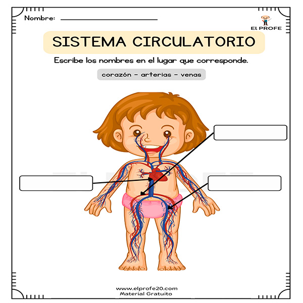 sistema-circulatorio-para-niños