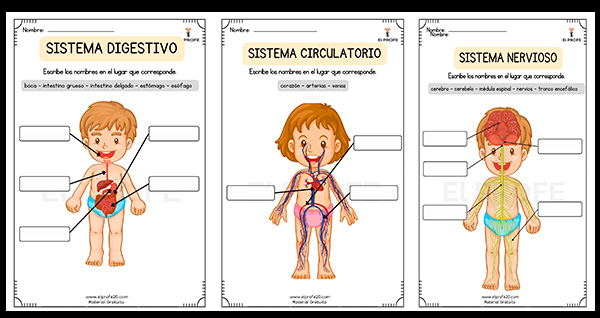 sistema-del-cuerpo-humano-para-niños