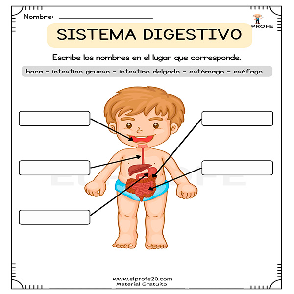 sistema-del-cuerpo-primaria-elprofe20