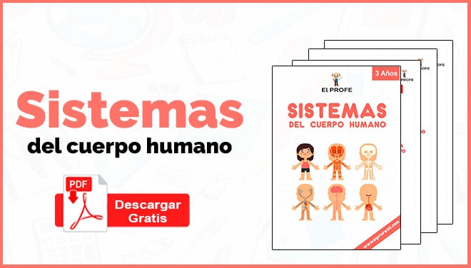 sistemas_del_cuerpo_humano_para_niños
